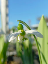 Load image into Gallery viewer, Galanthus elwesii (Mixed Hybrids) – Loose Bulbs