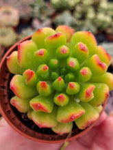 Load image into Gallery viewer, x Sedeveria (Echeveria) RED LANTERN