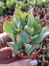 Load image into Gallery viewer, Crassula Arborescens Ssp. Undulatifolia 'CURLY'