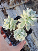 Load image into Gallery viewer, Sedum clavatum f. Variegata – UK-Grown Variegated Succulent