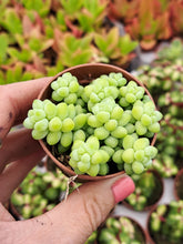 Load image into Gallery viewer, Sedum burrito – UK-Grown Donkey's Tail Succulent