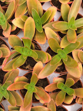 Load image into Gallery viewer, Crassula capitella 'Campfire' – UK-Grown Colourful Succulent