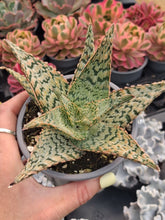 Load image into Gallery viewer, Aloe 'Cleopatra' – UK-Grown Colourful Succulent, 10cm