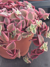 Load image into Gallery viewer, Crassula Marginalis Rubra f. Variegata "Calico Kitten"
