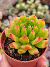 Load image into Gallery viewer, x Sedeveria (Echeveria) RED LANTERN