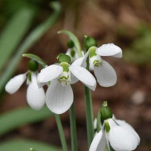 Load image into Gallery viewer, Galanthus elwesii 'Polar Bear' – Loose Bulbs x5