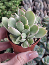 Load image into Gallery viewer, Crassula Swaziensis "Money Maker Variegated"