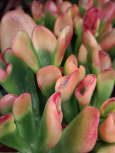 Load image into Gallery viewer, Crassula ovata 'Red Horn' – UK-Grown Variegated Jade