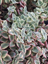 Load image into Gallery viewer, Crassula Marginalis Rubra f. Variegata "Calico Kitten"