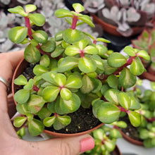 Load image into Gallery viewer, Portulacaria afra 'Mediopicta' – UK-Grown Rainbow Bush