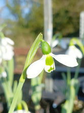 Load image into Gallery viewer, Galanthus elwesii (Mixed Hybrids) – Loose Bulbs