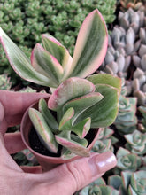 Load image into Gallery viewer, Crassula Ovata f. 'Variegata' (Quadricolor)