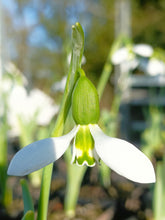 Load image into Gallery viewer, Galanthus elwesii (Mixed Hybrids) – Loose Bulbs