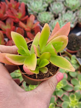 Load image into Gallery viewer, Crassula capitella 'Campfire' – UK-Grown Colourful Succulent