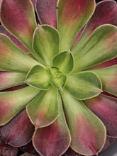Load image into Gallery viewer, Aeonium ‘Kilimanjaro’ – UK-Grown Variegated Succulent