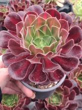 Load image into Gallery viewer, Aeonium KILIMANJARO