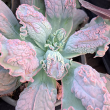 Load image into Gallery viewer, Echeveria Linguas