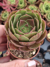 Load image into Gallery viewer, Aeonium HALLOWEEN syn. MADEIRA ROSE