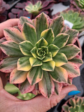 Load image into Gallery viewer, Aeonium ‘Green Tea’ – Variegated Bronze Medal Succulent