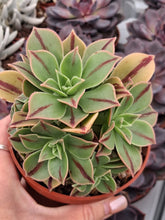 Load image into Gallery viewer, Aeonium Leucoblepharum