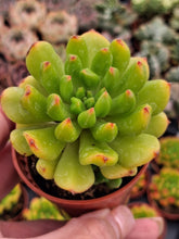 Load image into Gallery viewer, x Sedeveria (Echeveria) RED LANTERN