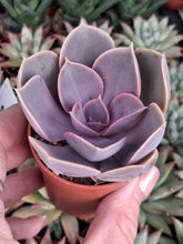Load image into Gallery viewer, Echeveria PEARL VON NUREMBURG