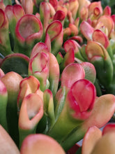 Load image into Gallery viewer, Crassula ovata 'Red Horn' – UK-Grown Variegated Jade