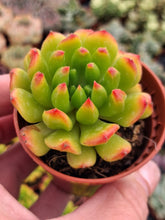 Load image into Gallery viewer, x Sedeveria (Echeveria) RED LANTERN