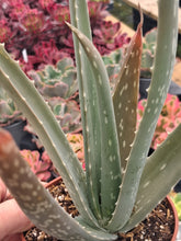 Load image into Gallery viewer, Aloe vera – UK-Grown Succulent Houseplant