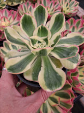 Load image into Gallery viewer, Aeonium ‘Poseidon’ – UK-Grown White-Margined Succulent