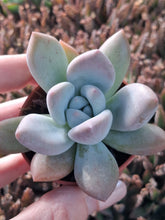 Load image into Gallery viewer, x Pachyveria OPALINA