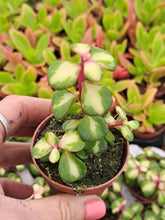 Load image into Gallery viewer, Portulacaria afra 'Mediopicta' – UK-Grown Rainbow Bush