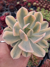 Load image into Gallery viewer, Echeveria Runyonii f. Variegata syn. Akaihosi