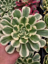 Load image into Gallery viewer, Aeonium ‘Maybach’ – Bright White Variegated Succulent