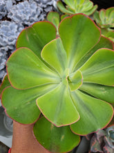 Load image into Gallery viewer, Echeveria ENFANT syn. SUNSET PEONY