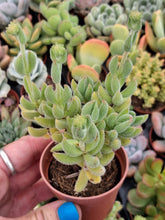 Load image into Gallery viewer, Crassula 'Surprise Party'