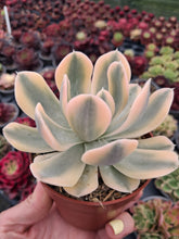 Load image into Gallery viewer, Echeveria Runyonii f. Variegata syn. Akaihosi