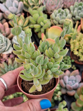 Load image into Gallery viewer, Crassula 'Surprise Party'