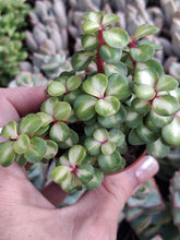 Load image into Gallery viewer, Portulacaria afra 'Mediopicta' – UK-Grown Rainbow Bush
