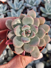 Load image into Gallery viewer, Echeveria MONROE