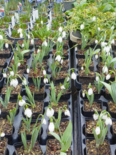 Load image into Gallery viewer, Galanthus elwesii (Mixed Hybrids) – Loose Bulbs