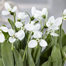 Load image into Gallery viewer, Galanthus elwesii 'Polar Bear' – Loose Bulbs x5