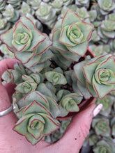 Load image into Gallery viewer, Crassula perforata 'Azul' – UK-Grown Chunky Succulent