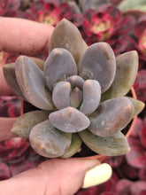 Load image into Gallery viewer, × Sedeveria ‘Blue Mist’ – UK-Grown Steel-Blue Succulent