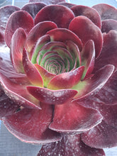 Load image into Gallery viewer, x Semponium 'Destiny'