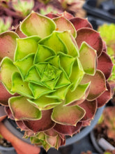 Load image into Gallery viewer, Aeonium 'Shao Hua' – UK-Grown Pink Witch Middle-Variegated Succulent