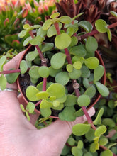 Load image into Gallery viewer, Portulacaria afra 'Lemon' – UK-Grown Elephant Bush