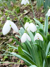 Load image into Gallery viewer, Galanthus elwesii (Mixed Hybrids) – Loose Bulbs