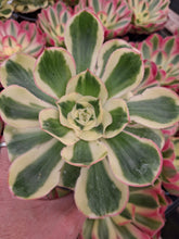 Load image into Gallery viewer, Aeonium ‘Poseidon’ – UK-Grown White-Margined Succulent