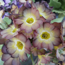 Load image into Gallery viewer, W&S Lockyer Garden Auricula hybrids 11cm pots